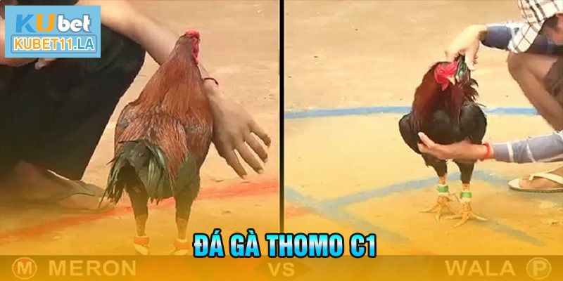 Đá gà Thomo C1